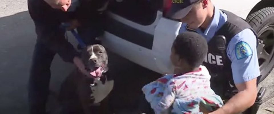 Garotinho Desaparecido é Encontrado Vagando Pela Rua Com Um Pitbull Protetor Ao Seu Lado