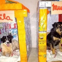 Homem faz casinhas de cães com caixas de leite para doação : “Faço de coração”