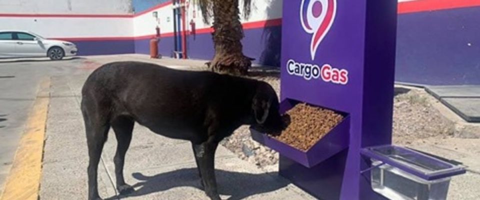 Posto de gasolina inaugura comedouro para cachorros de rua