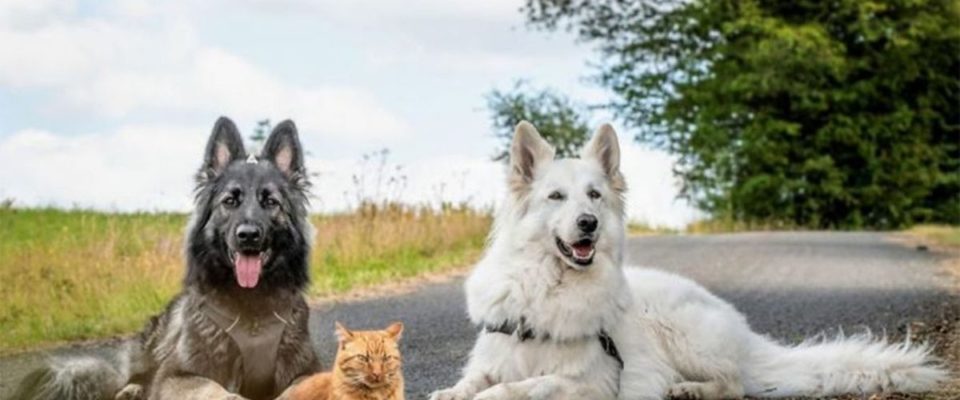 Um gatinho foi criado com dois cachorros e agora pensa que é um cão