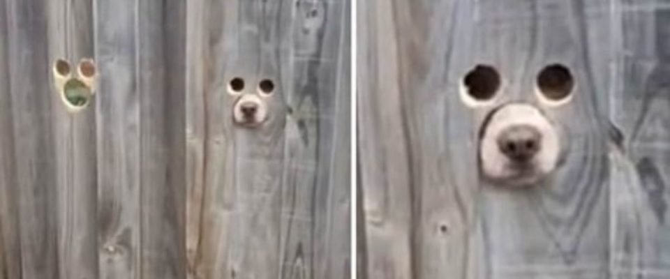 Um Tutor faz Buracos Engenhosos Para Cães Poderem Olhar a Rua e Faz Sucesso