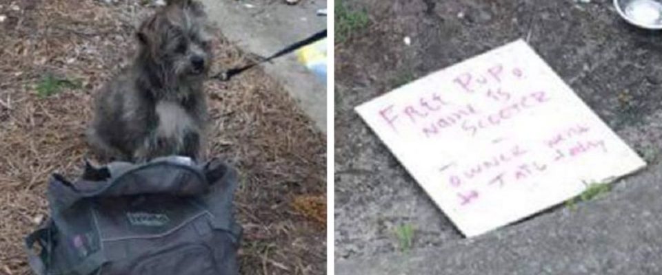 Cachorro abandonado ao lado de lixeira estava com bilhete muito triste