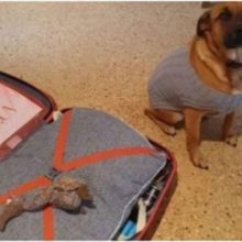 Cachorro coloca seu brinquedo favorito na mala do seu amigo para que ele leve com ele