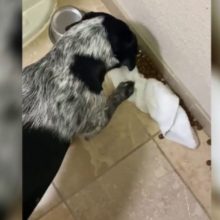 Cachorro derruba acidentalmente sua comida e tenta limpar sozinho