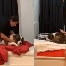 Cachorro preguiçoso realmente não quer acordar e sua dona é forçada a arrumar a cama em torno dele