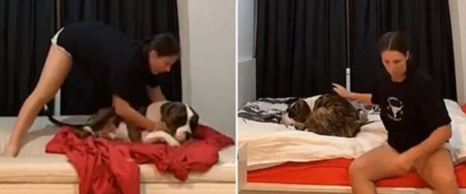Cachorro preguiçoso realmente não quer acordar e sua dona é forçada a arrumar a cama em torno dele