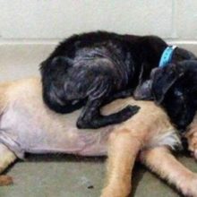 Cachorros doentes de abrigo encontram conforto e calor na amizade que salvou suas vidas