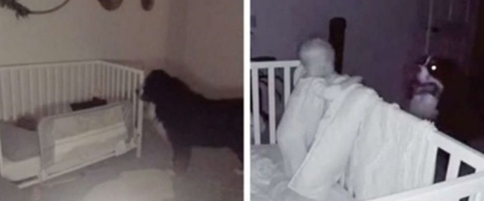 Câmeras no quarto do bebê pegam um cão amoroso checando sua irmãzinha todas as noites