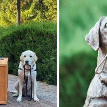 Ex-cão de serviço do presidente George HW Bush, Sully é homenageada com estátua