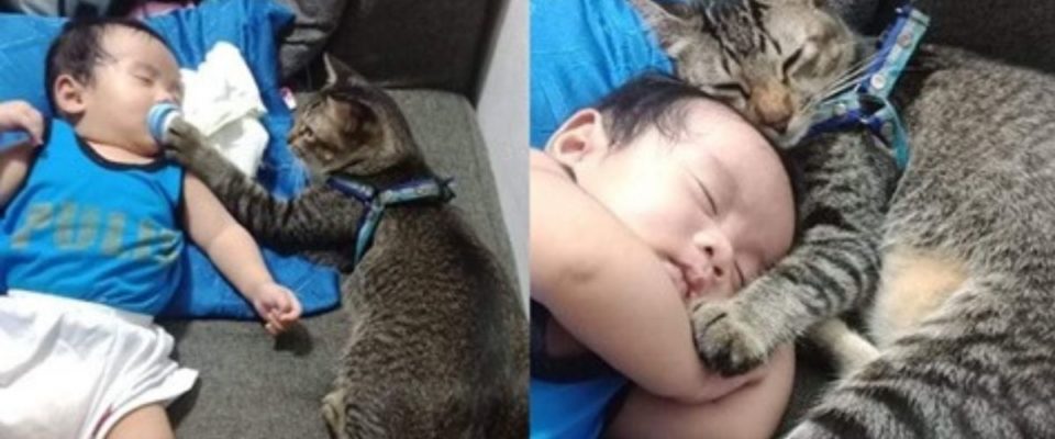 Gatinho ajuda seus humanos a cuidarem do bebê e mostra muito amor