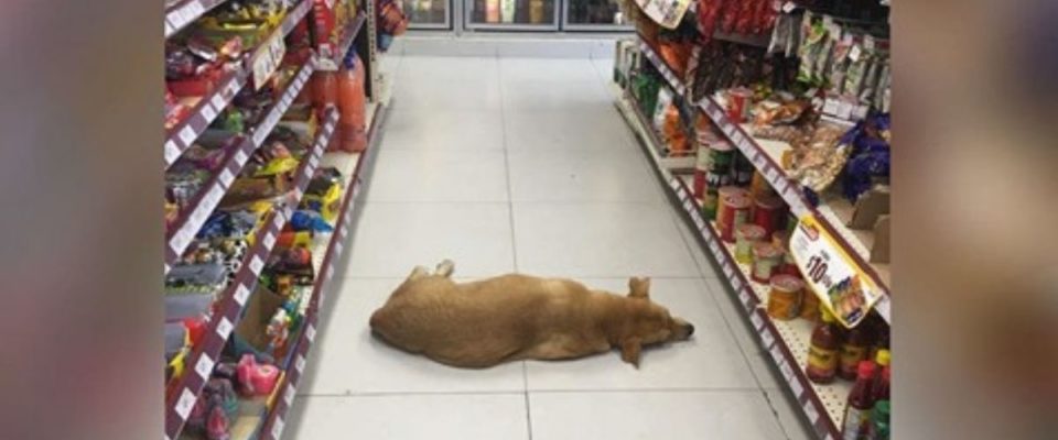 Loja abre suas portas para cachorro de rua durante a onda de calor