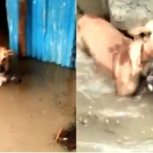 Mãe canina é filmada enfrentando enchente para salvar a vida do seu filhote