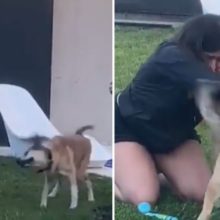 Meninas se emocionam ao encontrar seu cachorro depois de 2 meses