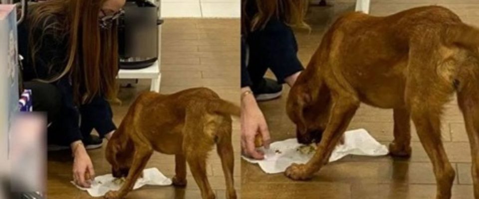 Mulher dá a própria marmita, a única que tinha para alimentar cachorro de rua