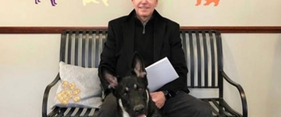 O pastor alemão de Joe Biden será o primeiro cão de resgate a viver na Casa Branca