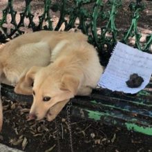 “Por favor, me adote”, um cachorro é abandonado no parque junto com um bilhete