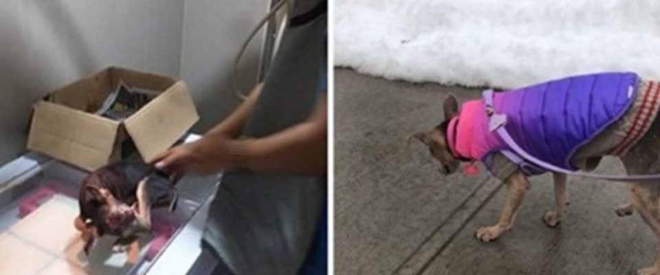Uma mulher gasta tudo que tem para poder salvar cão ferido encontrado no lixão