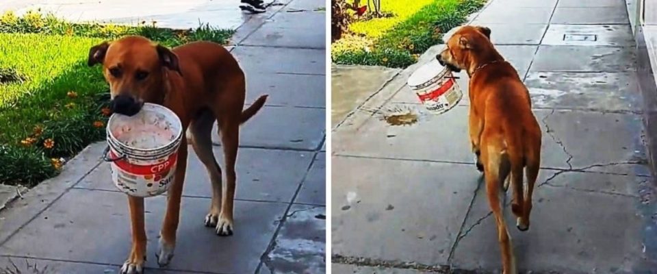Cachorro com sede sai na rua procurando ajuda com um balde na boca