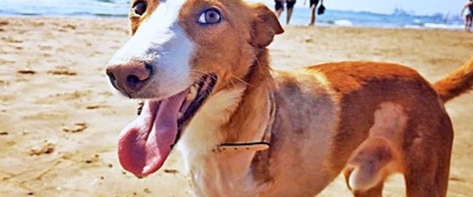 Cachorro que foi abandonado e ferido pelo dono, hoje é o cão mais feliz do mundo