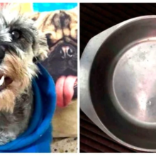 Cachorro resgatado raciona ração com medo de passar fome novamente