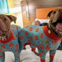 Cachorros de abrigo se vestem com pijama em festa para atraírem supostos adotantes