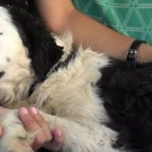 Exausto, cão de abrigo adormece no colo do salvador após ser resgatado
