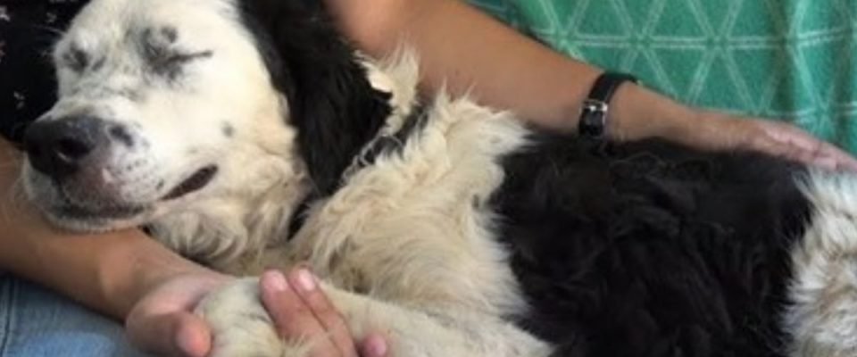 Exausto, cão de abrigo adormece no colo do salvador após ser resgatado