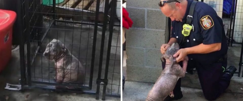 Cãozinho deprimido em um abrigo encontra a felicidade depois de ser adotado pelo bombeiro que o salvou