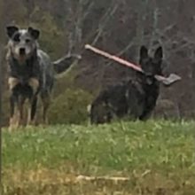 Carteiro encontra um cachorro com um machado no seu caminho