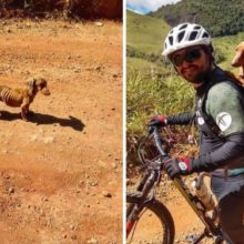 Ciclista encontra cachorro desnutrido na estrada e resolve adotar ele