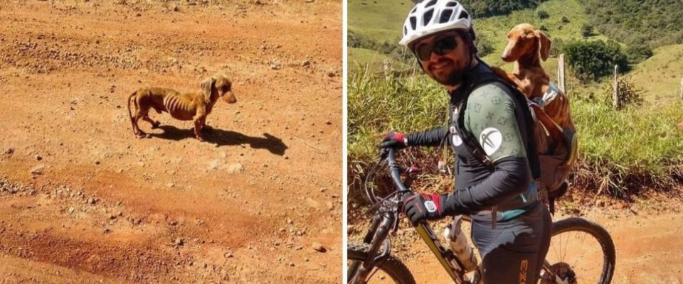 Ciclista encontra cachorro desnutrido na estrada e resolve adotar ele
