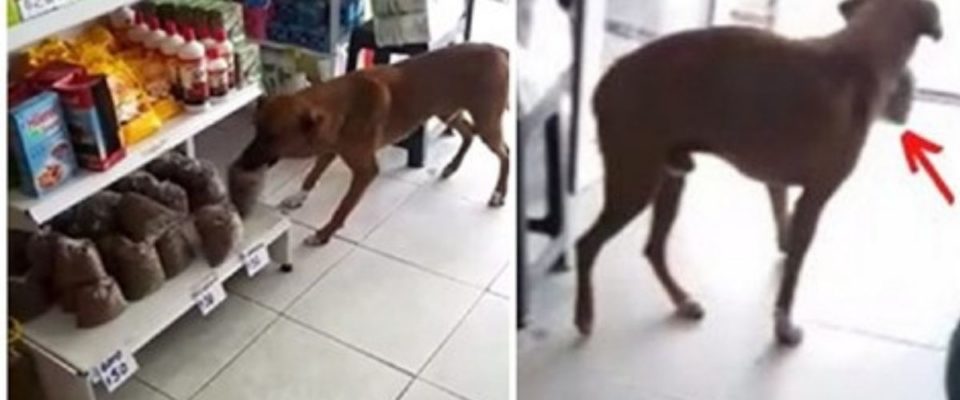 Dona de uma loja deixa cachorro “roubar” ração do seu estabelecimento