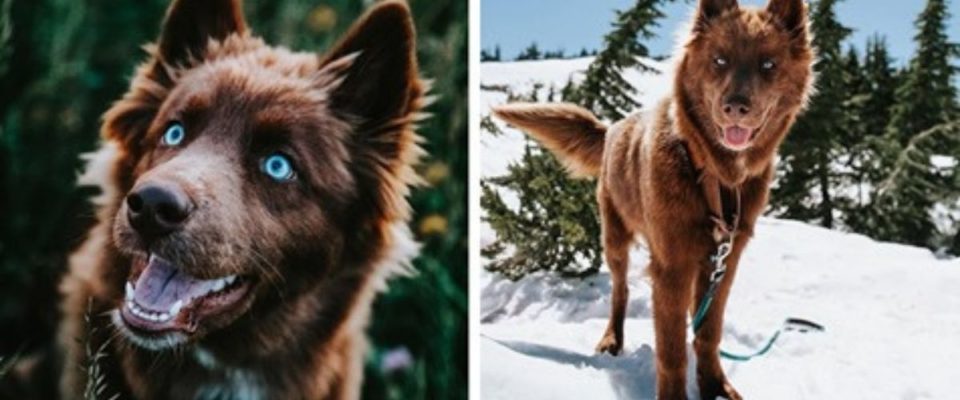Este raro Husky siberiano chocolate é um dos cães mais bonitos do Instagram