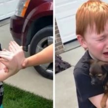 Garotinho chora de alegria ao ganhar cachorrinho da sua avó e emociona a todos