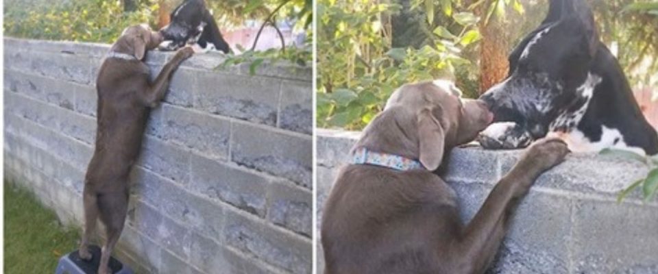 Homem coloca banquinho para que seu cachorro pudesse ver o seu melhor amigo