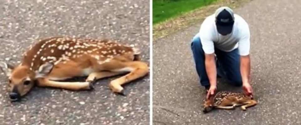 Homem vê filhote de cervo paralisado de medo na estrada e para para ajudar ele