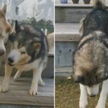 Husky pacientemente ensina seu irmão cego a pular de um banco