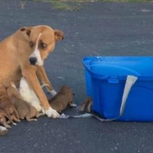 Mamãe Canina Abandonada Com Seus Nove Filhotes No Estacionamento De Uma Igreja É Salva pelo Grupo de Resgate de Animais
