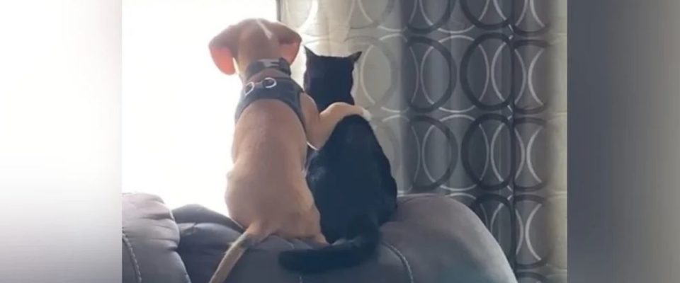 Momento mostra amizade fofa no qual cãozinho coloca a patinha no gatinho