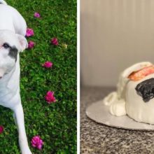 Mulher determinada fez um bolo em homenagem ao seu cachorro e o resultado foi hilário