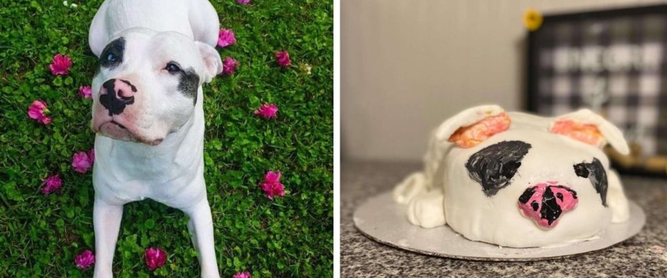 Mulher determinada fez um bolo em homenagem ao seu cachorro e o resultado foi hilário