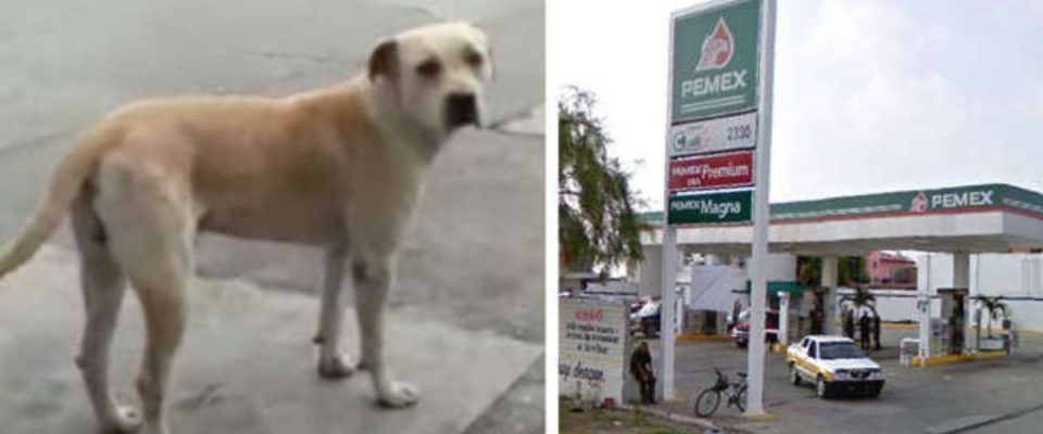 Cachorro abandonado é adotado por posto de gasolina e salva frentista de assalto