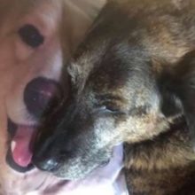 Cachorro busca conforto no travesseiro com o rosto do seu melhor amigo falecido