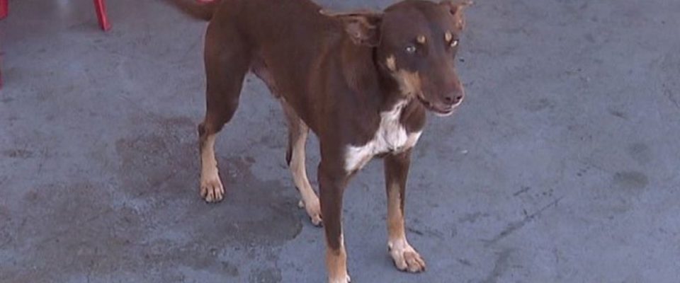 Cachorro de rua encontra carteira com quase 4 mil reais, e mulher devolve carteira ao dono