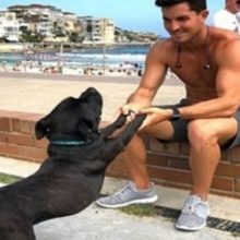 Cachorro encontra um homem e implora para que ele o adote