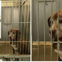 Cachorro espera no abrigo por mais de 7 anos, implora a alguém para lhe dar uma segunda chance
