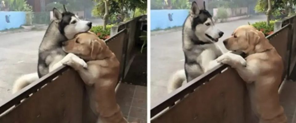 Cachorro estava sozinho, então ele fez amizade e abraçou o seu melhor amigo