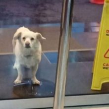 Cachorro leal espera seis dias fora do hospital por seu dono doente