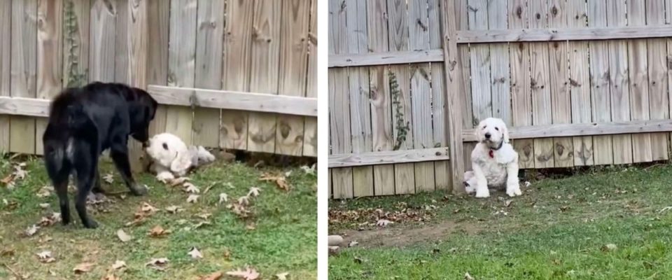 Cachorro não deixou que a cerca o impeça de conhecer seu novo vizinho