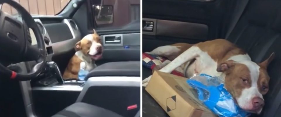 Cachorro perdido pulou dentro de um carro e não saiu até ser adotado